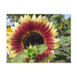 Razzmatazz Sunflower postcards