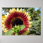 Razzmatazz Sunflower Poster