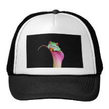 rd eyed tree frog hat