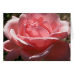 Reach for the Sun (2) Greeting Cards