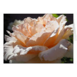 Reach for the Sun (3) Greeting Cards