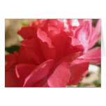 Reach for the Sun (4) Greeting Cards