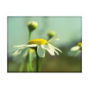 Reaching for the sun postcards