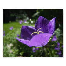 Reaching for the Sun Purple Balloon Flower Print Photo