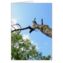 Reaching Tree Greeting Cards