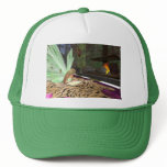 Reading Fairytales hats