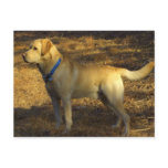 Ready for hunting, proud Labrador in sunlight