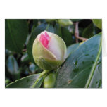 Ready to Bloom Card