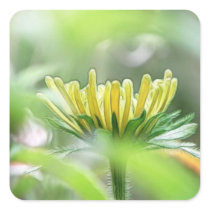 Ready To Bloom - Rudbeckia Square Sticker
