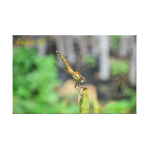 Ready to Fly... Canvas Prints