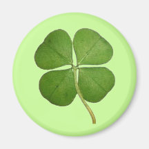 Real 4 Leaf Clover Shamrock Magnets