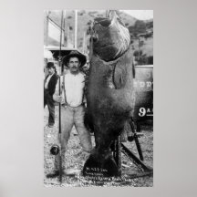 Real Big Fish, early 1900s Posters