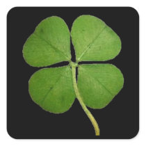 Real Four Leaf Clover