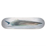 Real shark in water skateboards