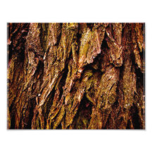 Real Tree Bark Photograph