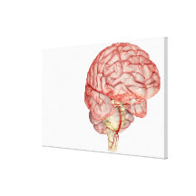 Realitic rendering of the human brain gallery wrapped canvas