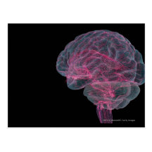 Rear view of the human brain postcard