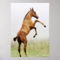 Rearing Colt posters