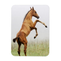 Rearing Colt Rectangle Magnet