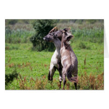 rearing wild horses card