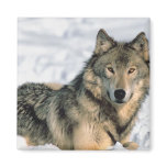 Reclining Wolf magnets