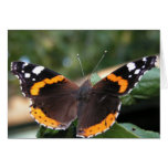 Red Admiral Butterfly Greeting Card