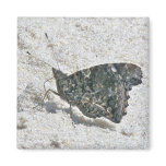 Red Admiral Butterfly on Beach Coordinating Items magnets