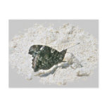 Red Admiral Butterfly on Beach Coordinating Items postcards