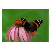 Red Admiral Butterfly on Purple Cone Flower Greeting Cards