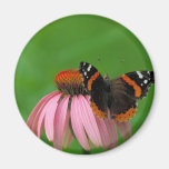 Red Admiral Butterfly on Purple Cone Flower Magnet