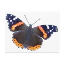 Red Admiral Butterfly Post Card