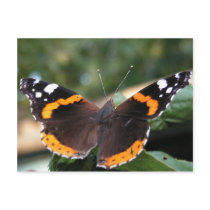 Red Admiral Butterfly Postcard