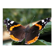 Red Admiral Butterfly Postcard