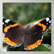 Red Admiral Butterfly Poster Print