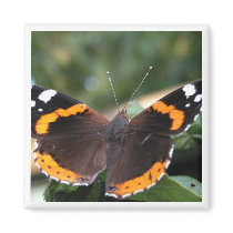 Red Admiral Butterfly Square Magnet
