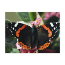 Red admiral, Vanessa atalanta Postcards