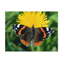 Red admiral, Vanessa atalanta Postcards
