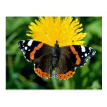 Red admiral, Vanessa atalanta Postcards