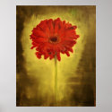 Red African Daisy posters