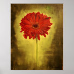 Red African Daisy posters
