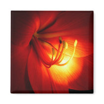 Red Amaryllis Magnet