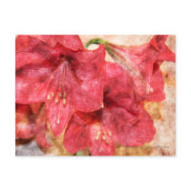 Red Amaryllis Postcard