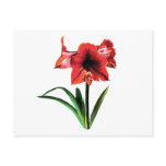 Red Amaryllis Postcards