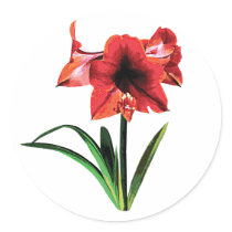 Red Amaryllis