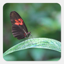 Red And Black On Leaf Stickers