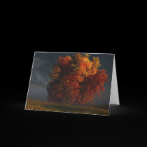 Red and Gold Greeting Card