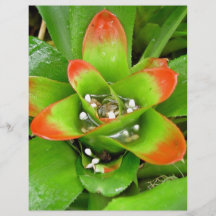 Red and Green Bromeliaceae Flyer