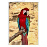 Red And Green Macaw cards