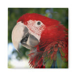 Red and Green Macaw Magnet