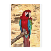 Red And Green Macaw Post Card